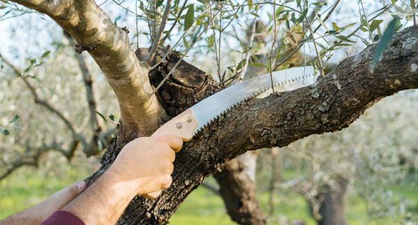 Video από την εκπαίδευση Κλάδεμα και διαχείριση υπολειμμάτων κλαδέματος