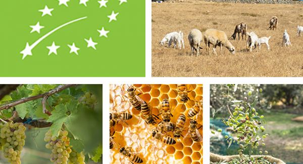 Βασικές προϋποθέσεις συμμετοχής στο νέο πρόγραμμα βιολογικής γεωργίας 