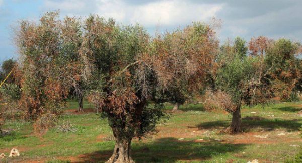 Με πιστοποιημένα φυτά ελιάς η Κρήτη στην προσπάθεια προστασίας από την Xylella 