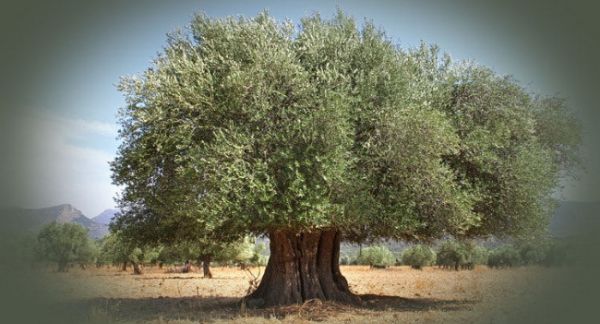 Παγκόσμια Ημέρα Ελιάς